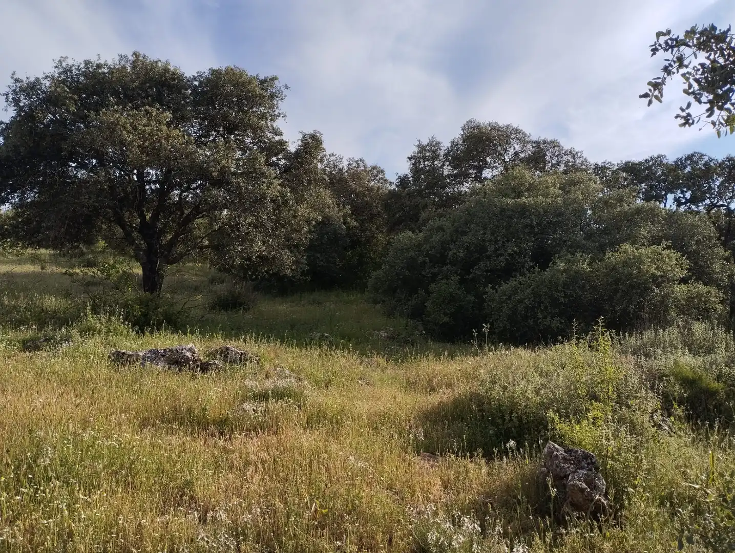 Terreno rustico in vendita a Calle Doña Mencía, imagen 12