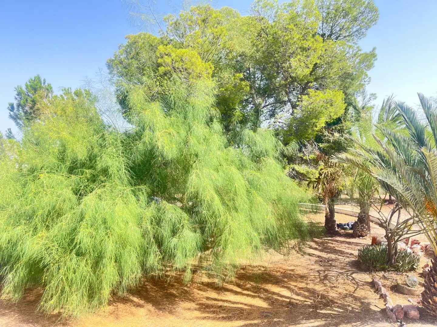 Jardín de Finca rústica en venta en Novelda con Aire acondicionado, Calefacción y Jardín privado