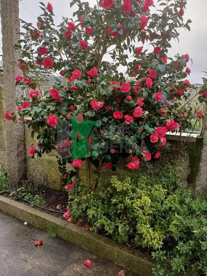 Jardí de Casa o xalet en venda en Paderne de Allariz amb Calefacció, Jardí privat i Terrassa