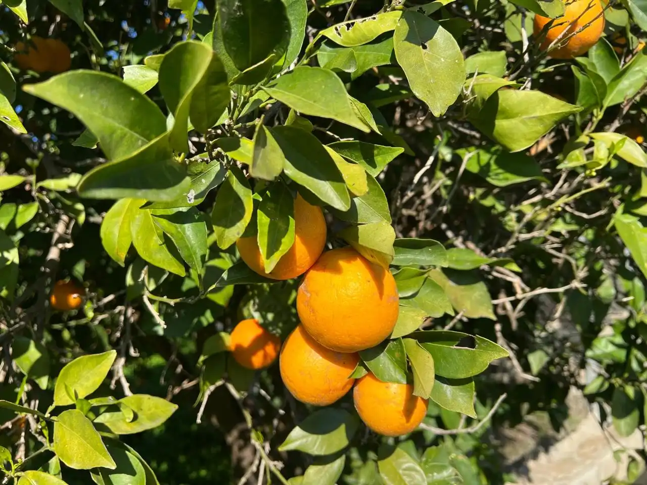 Jardí de Finca rústica en venda en Alhaurín de la Torre amb Terrassa, Traster i Alarma