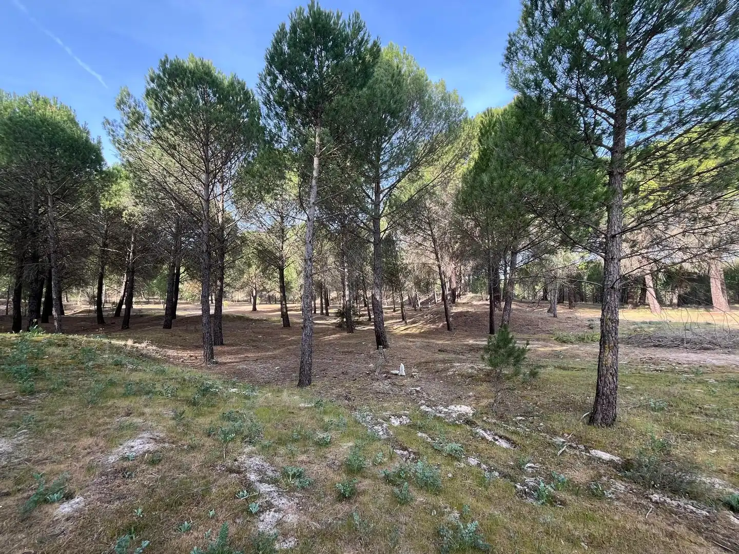 Terreno en venta en Tudela de Duero