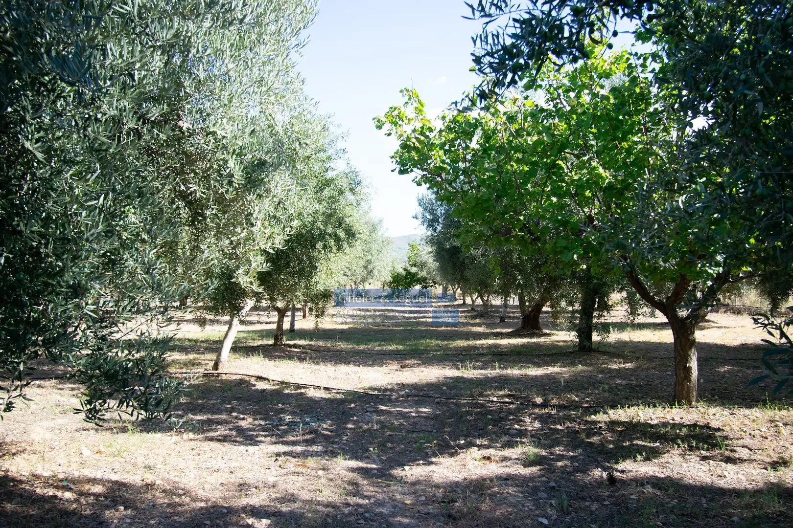 Jardí de Finca rústica en venda en Llíria