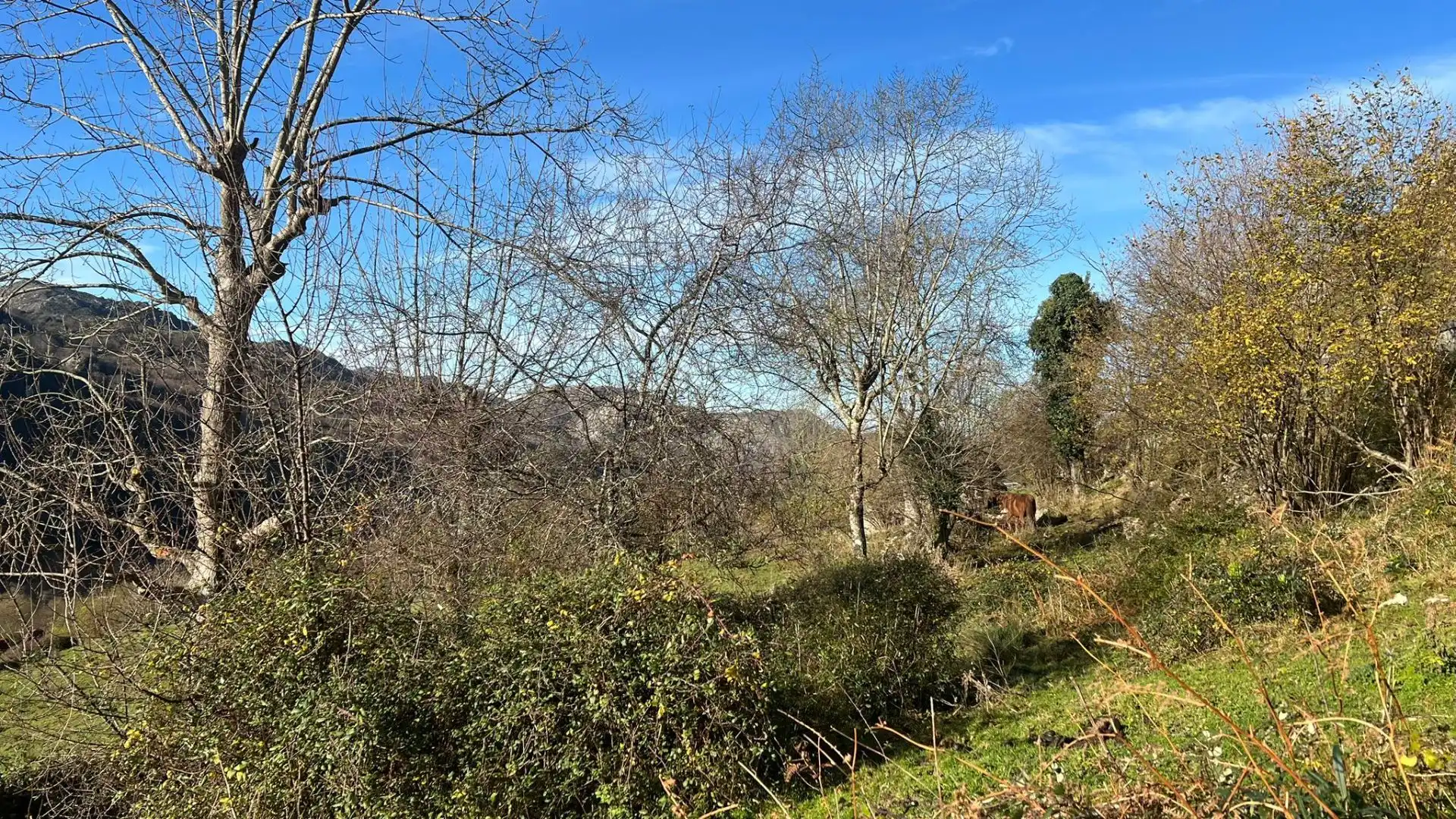 Terreno rustico in vendita a Cangas de Onís, imagen 17