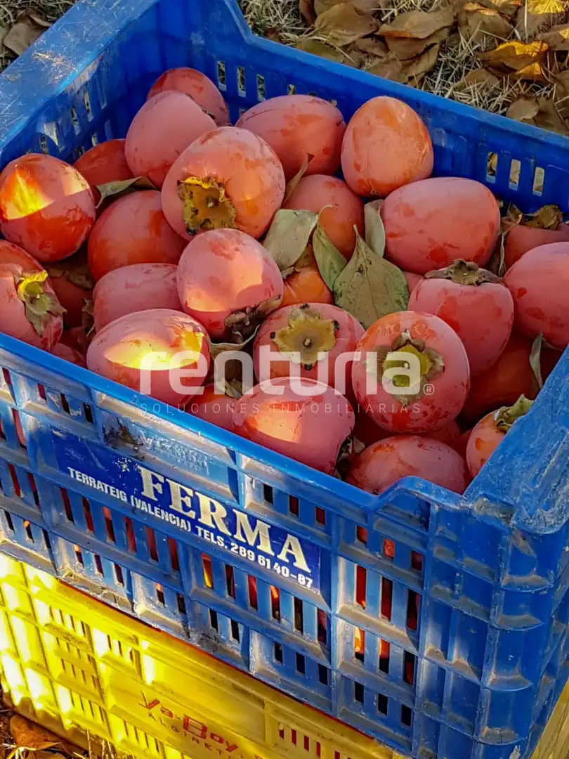Rustikales Grundstück zum Verkauf in Anna, imagen 5