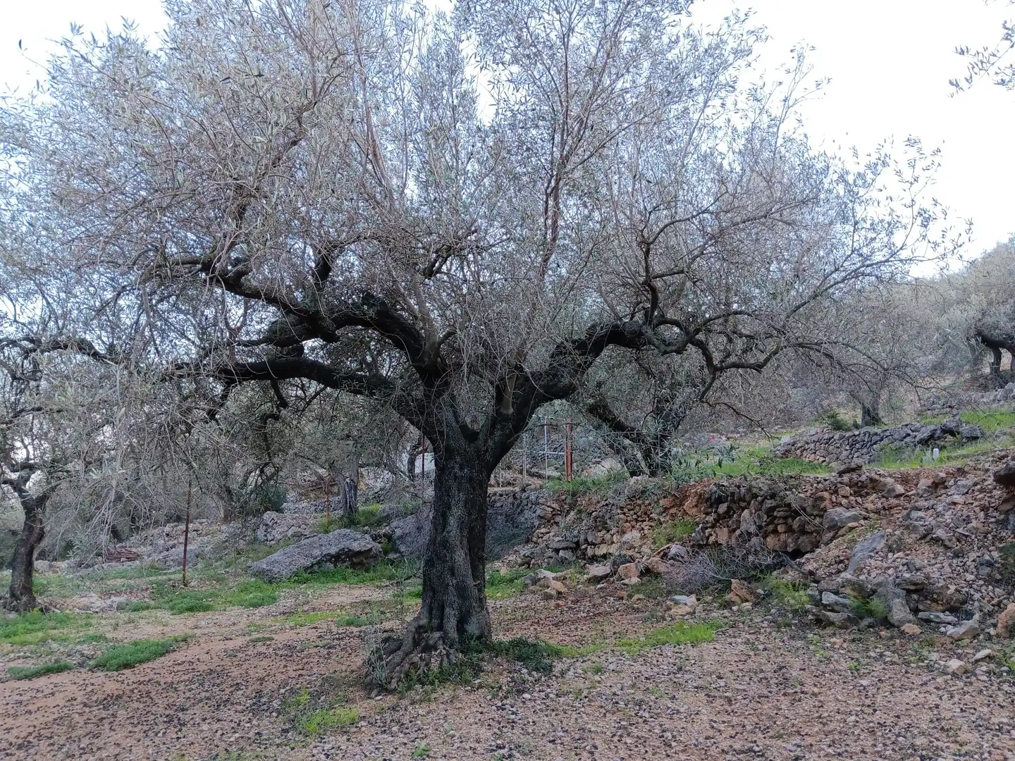 Terrenys i solars en venda a Ferreries, imagen 16