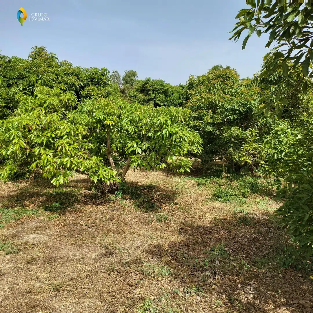 Terreno en venta en Motril  ciudad
