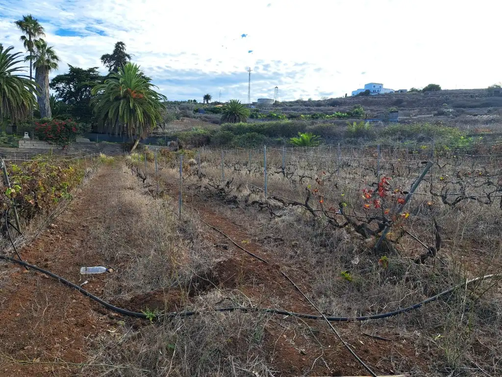 Rural land for sale in El Sauzal, imagen 12
