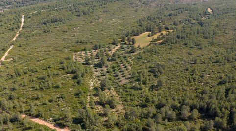 SE VENDEN 3 FINCAS RÚSTICAS EN ENGUERA Valencia  90.000