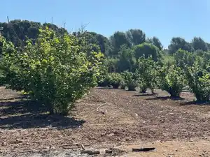 Terreno rustico in vendita a Avinguda de Reus 10, imagen 3