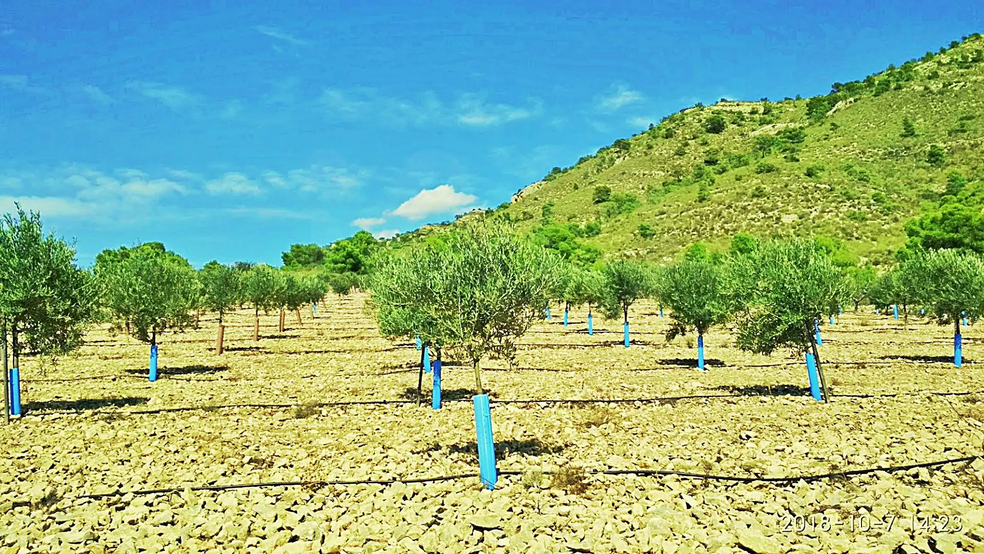 Terreny rústic en venda a La Romana, imagen 18