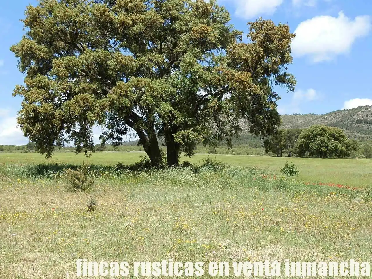 Terreni e lotti in vendita a Elche de la Sierra, imagen 15