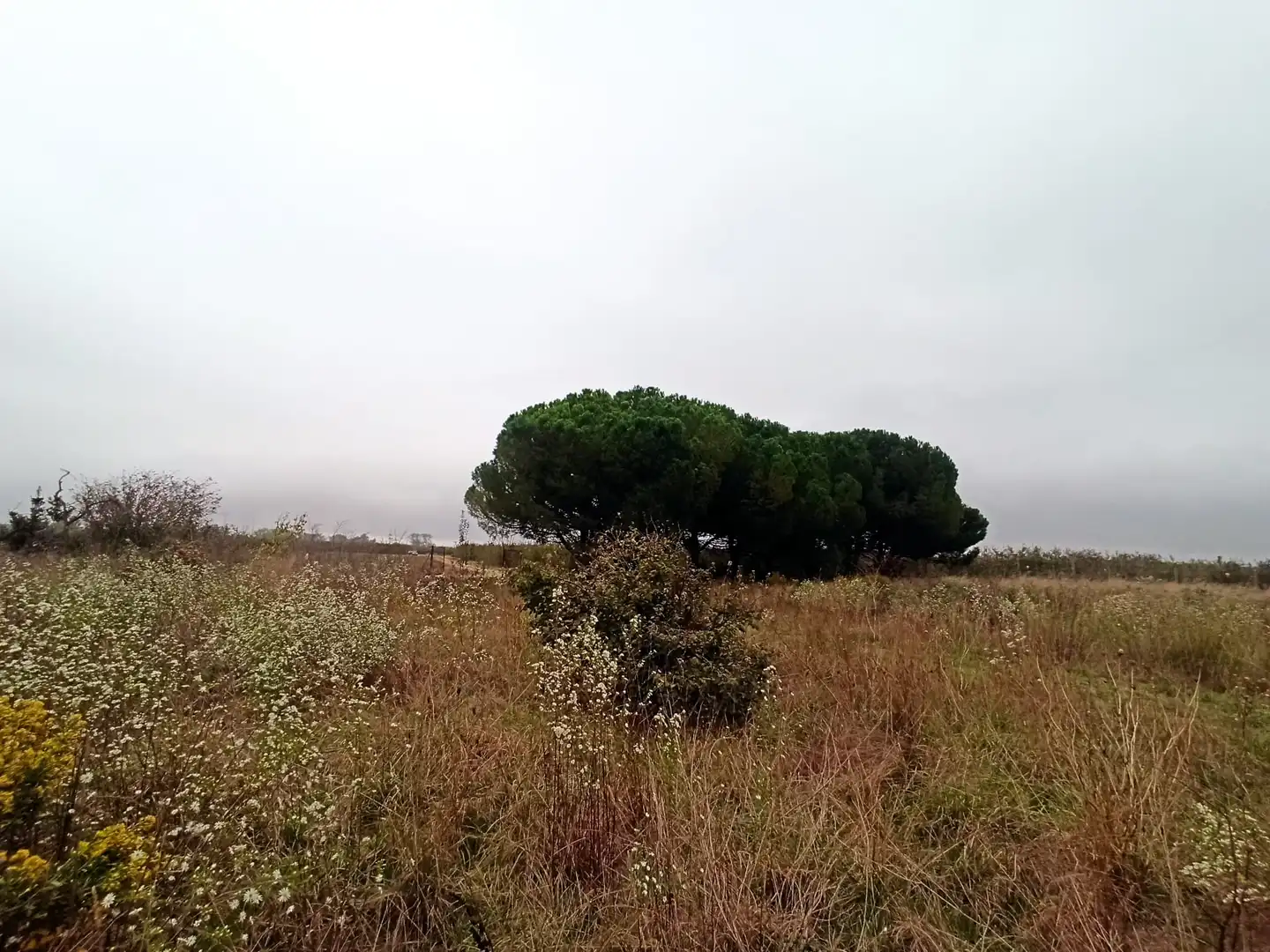Land for sale in Ventalló