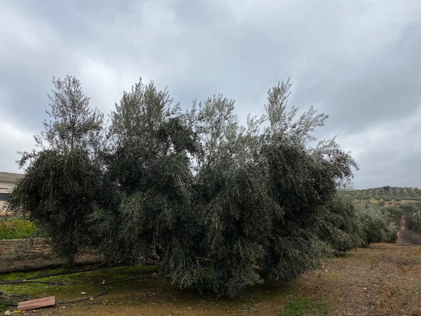 Casa rustica in vendita a Huétor Tájar, imagen 61