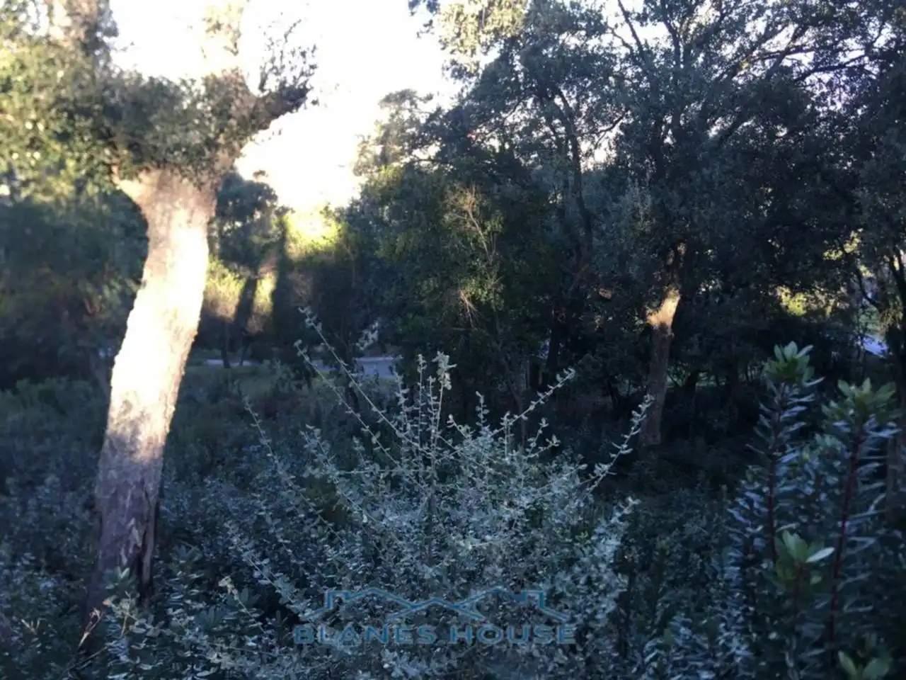 Terreno rustico in vendita a Calle LA FONT (DE LA) 6, imagen 4