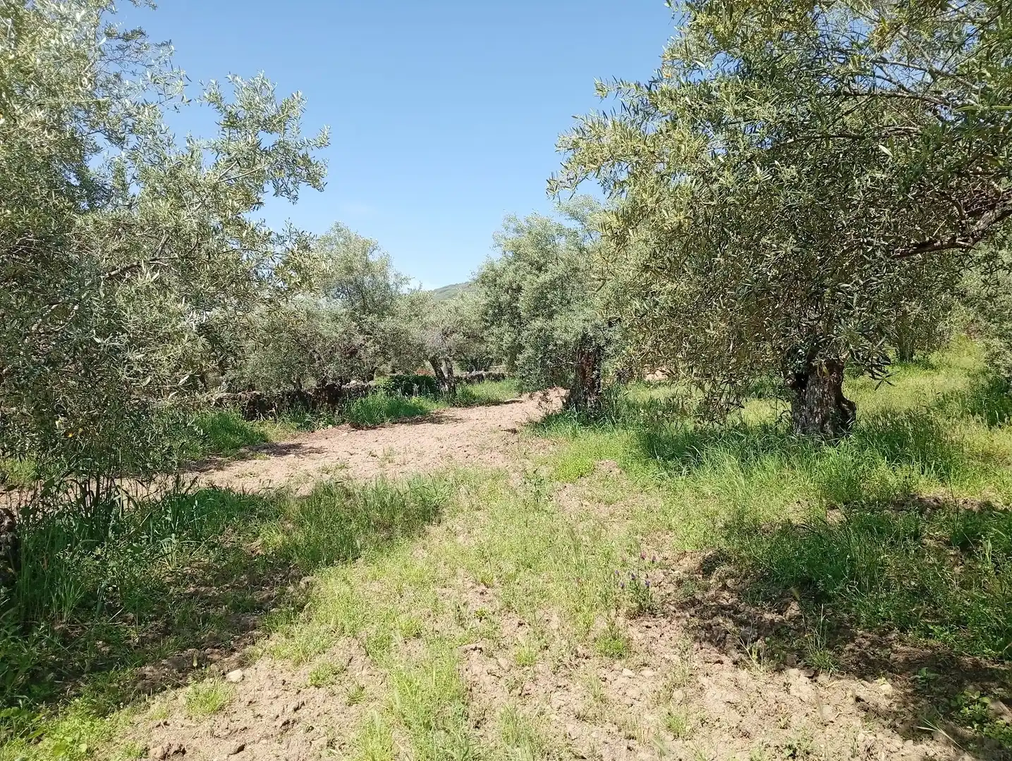 Terreni e lotti in vendita a Villanueva de la Vera, imagen 3