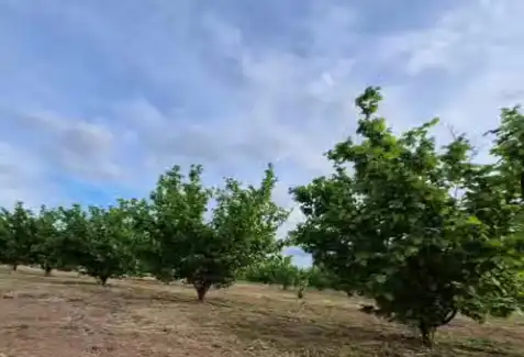 Terreno rustico in vendita a Carrer de França 3, imagen 3