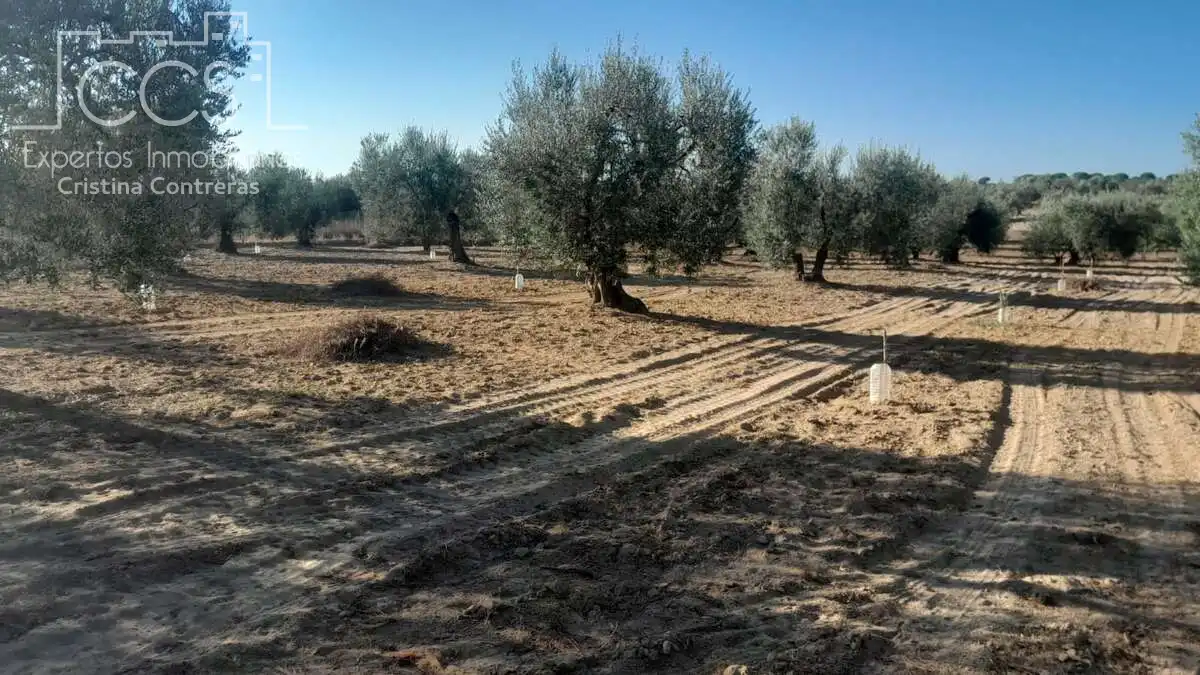 Terreni e lotti in vendita a Almonte ciudad, imagen 12