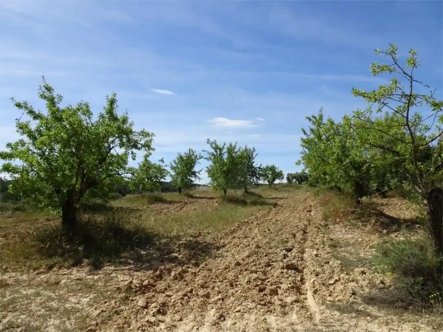 Land for sale in Batea