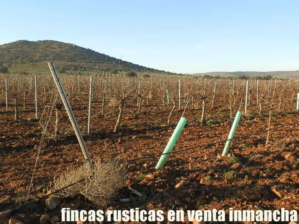 Terreno rústico en venta en Moral de Calatrava, imagen 5