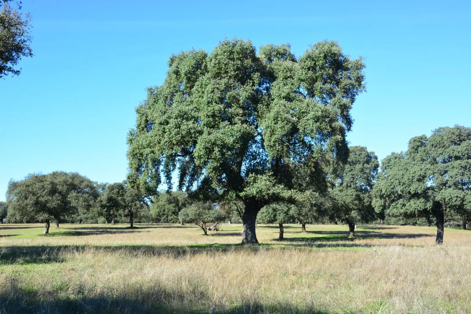 Außenansicht von Grundstücke zum Verkauf in Torralba de Oropesa