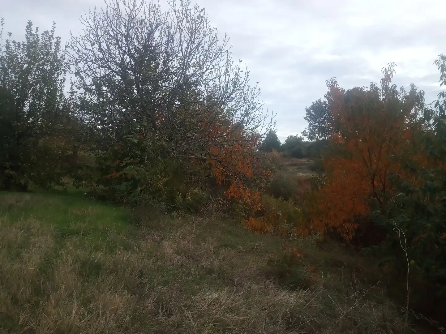 Terreni e lotti in vendita a Jarandilla de la Vera, imagen 8