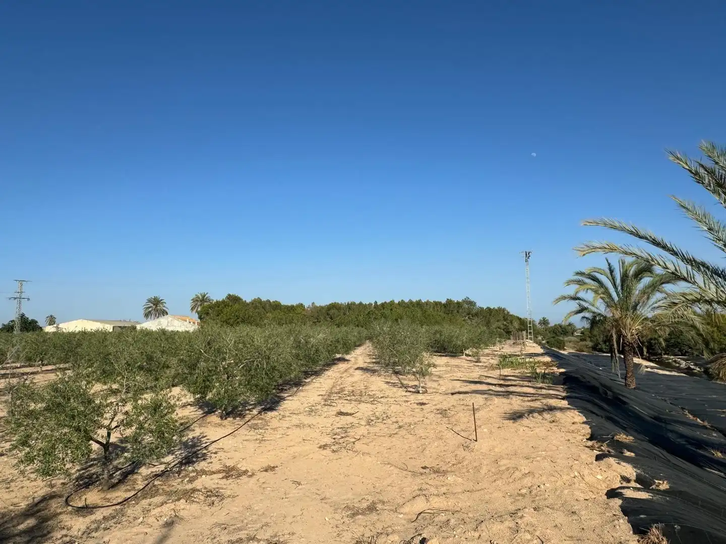 Villa à vendre à Partida Polígono 62 Parcela 80 DAIMES. ELCHE/ELX (ALICANT 62, imagen 35