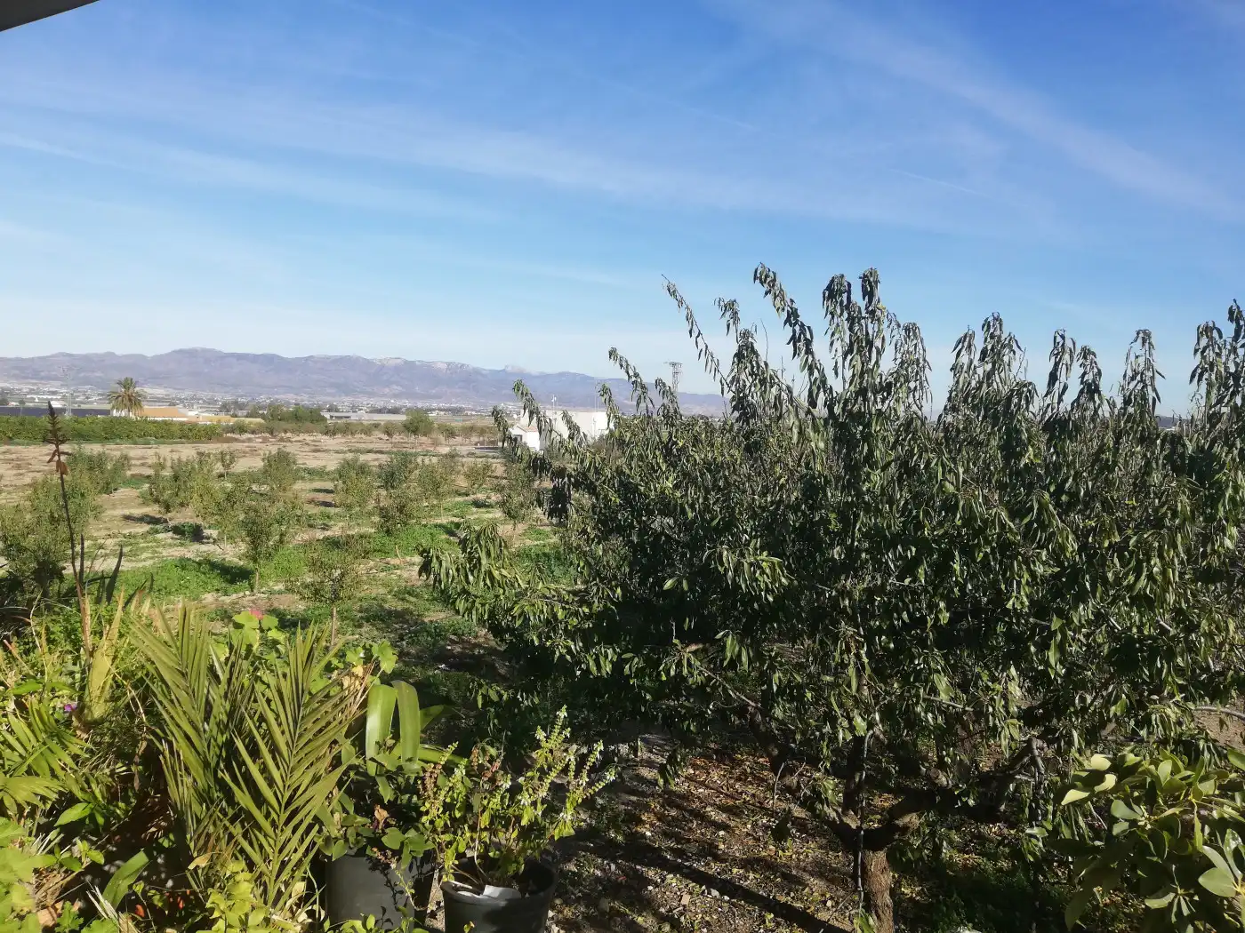Houses for sale in Lorca  with Private garden