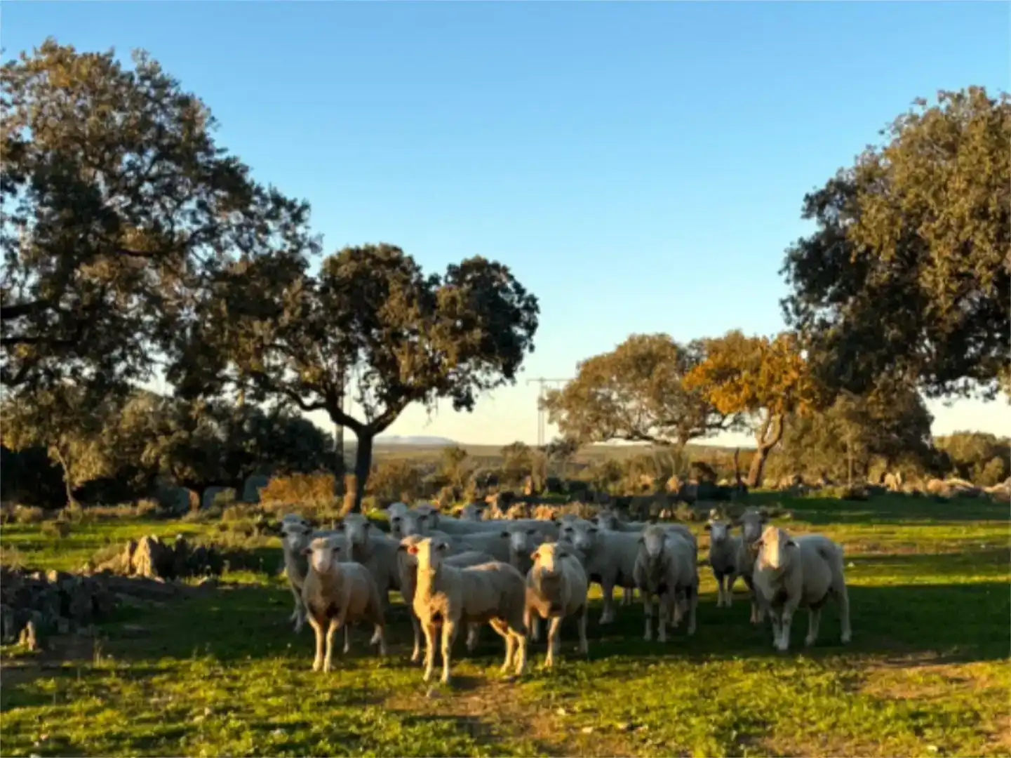 Vista exterior de Finca rústica en venda en Cáceres Capital amb Piscina