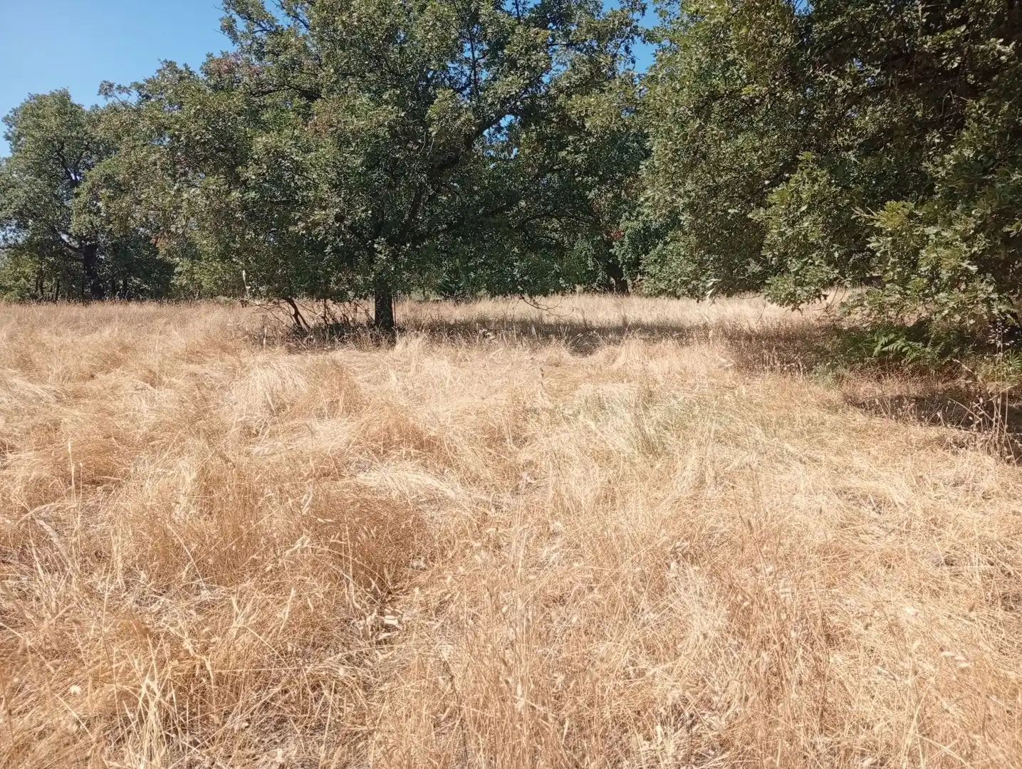 Terreni e lotti in vendita a Villanueva de la Vera, imagen 36