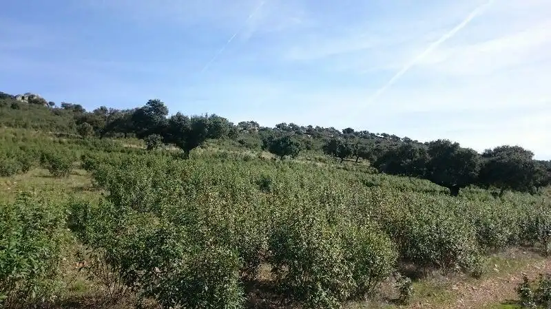 Land for sale in Salorino