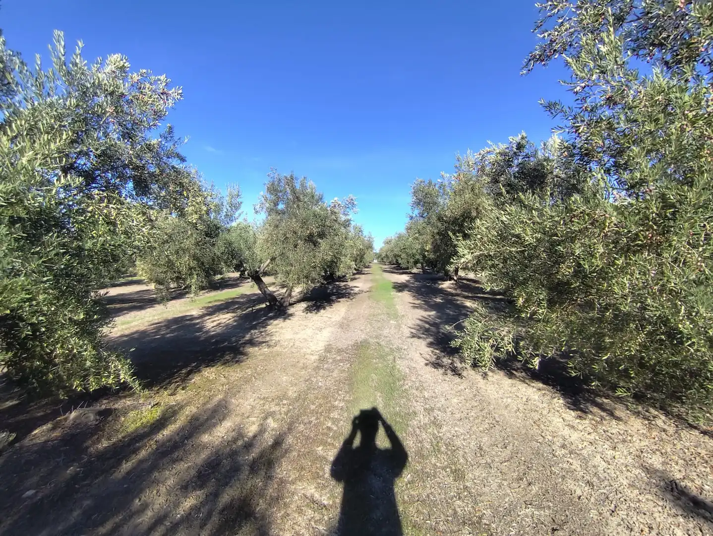 Terrenos y solares en venta en Úbeda, imagen 3