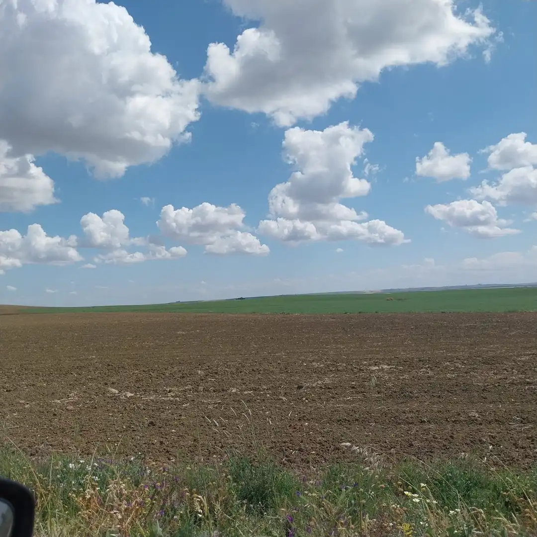Rural land for sale in Carmona