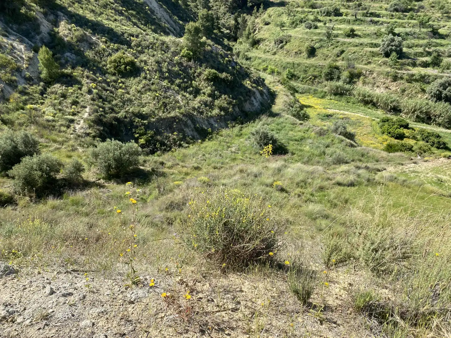 Terreno en venta en Lorca
