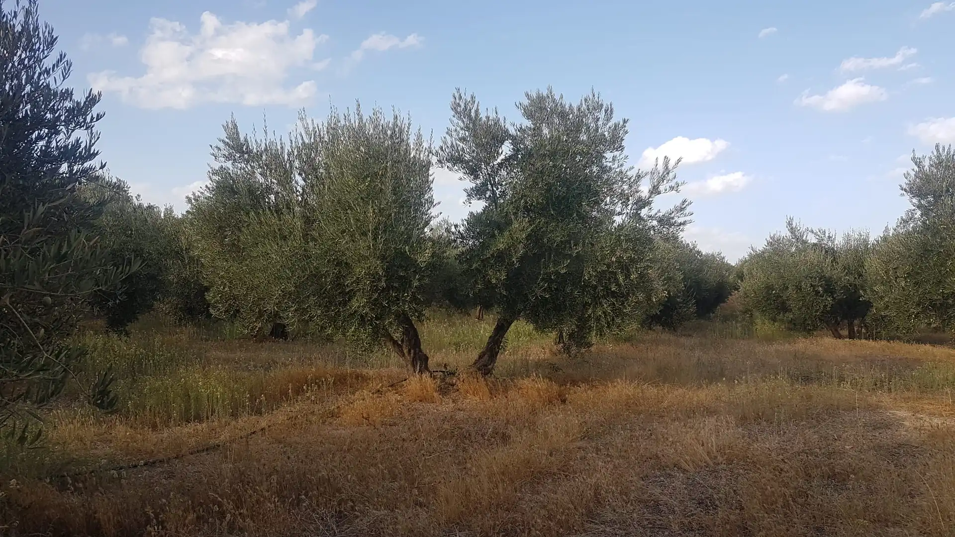Terrenys i solars en venda a Cuevas del Campo