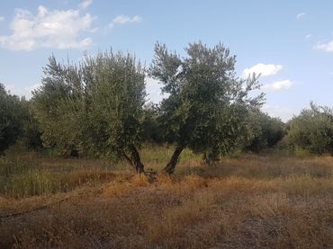 Terreno rústico en venta en Cuevas del Campo