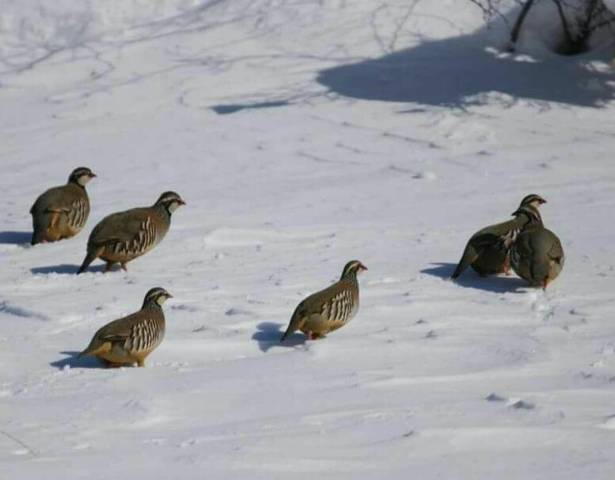 Terreno en Venta en N/A en Velefique