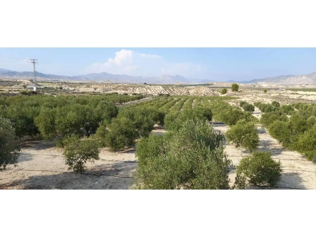 Rural land for sale in Calle MAYOR, imagen 10