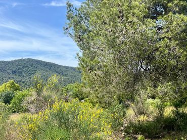 Wohnbaugrundstück zum Verkauf in Carrer Riu Freser