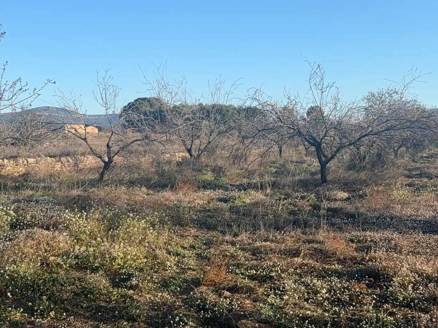 Terrain rustique à vendre à Carrer dels Teixidors, imagen 16