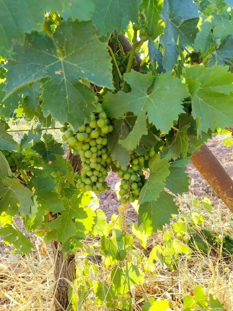 Terreni e lotti in vendita a Mollina, imagen 20