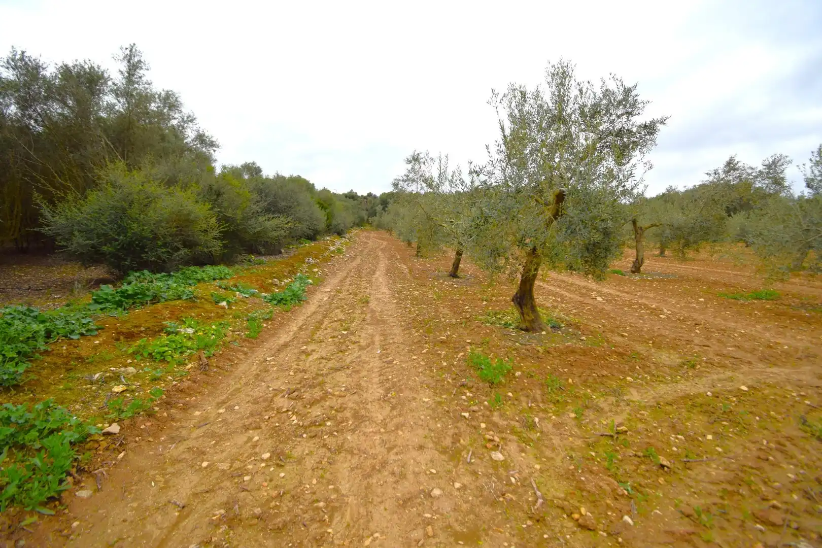 Rural land for sale in Muro, imagen 5
