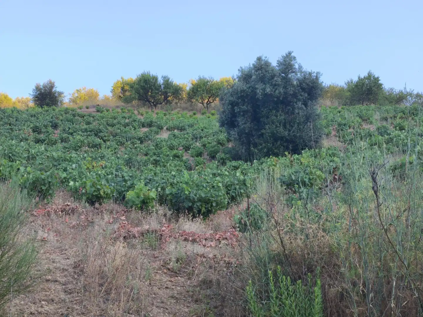 Terrenys i solars en venda a Colmenar, imagen 21