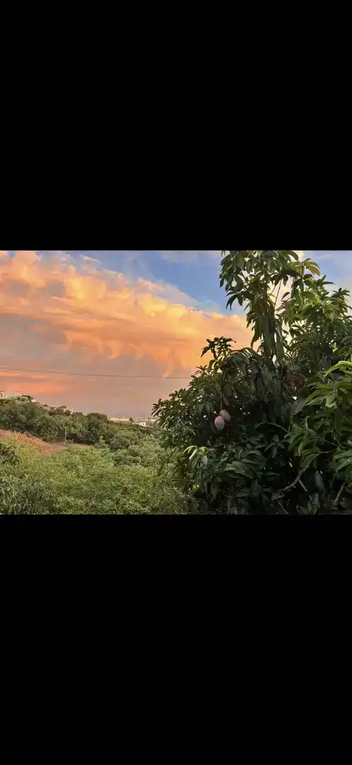 Vista exterior de Finca rústica en venta en Nerja