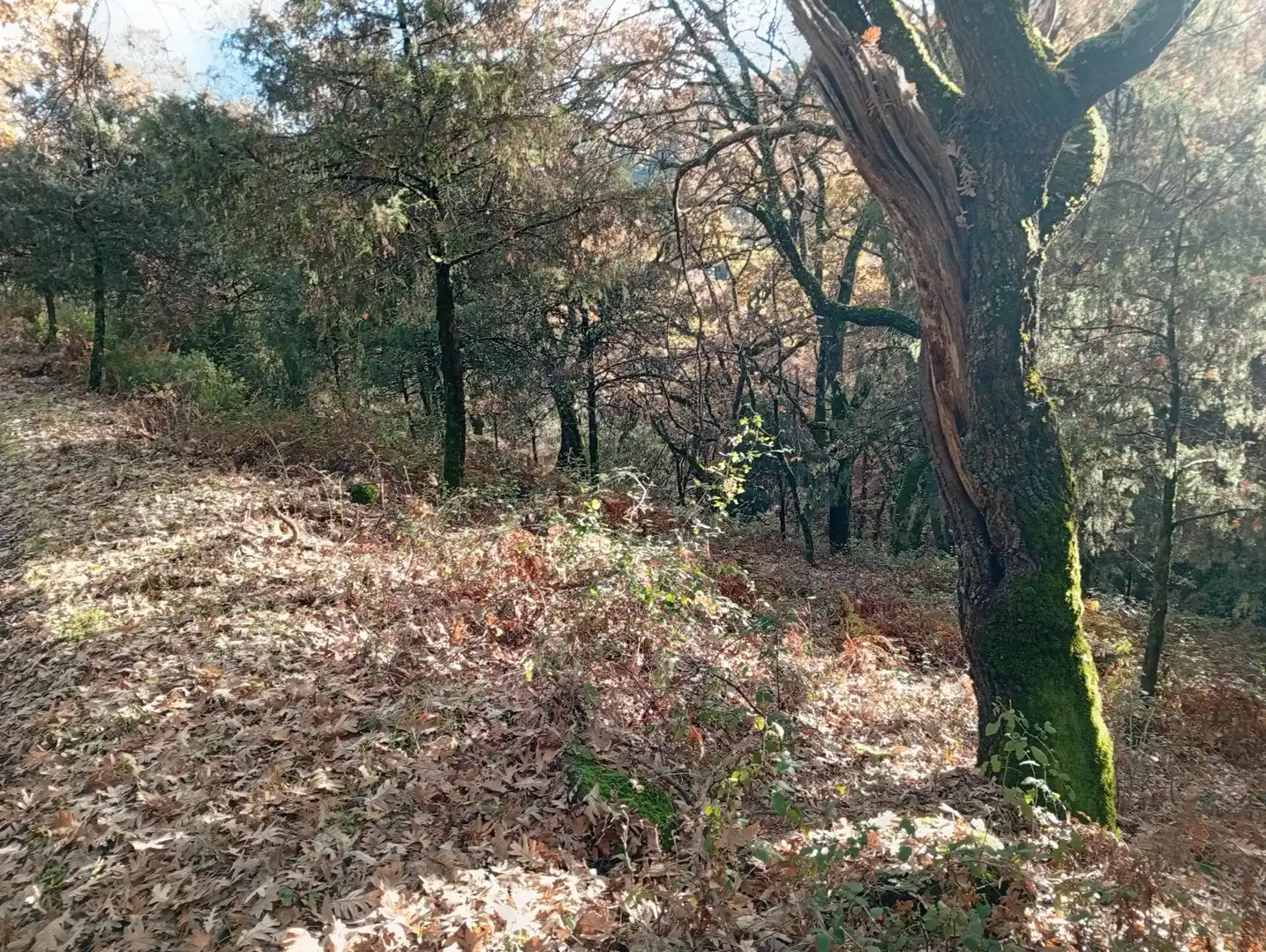 Terreni e lotti in vendita a Villanueva de la Vera, imagen 9