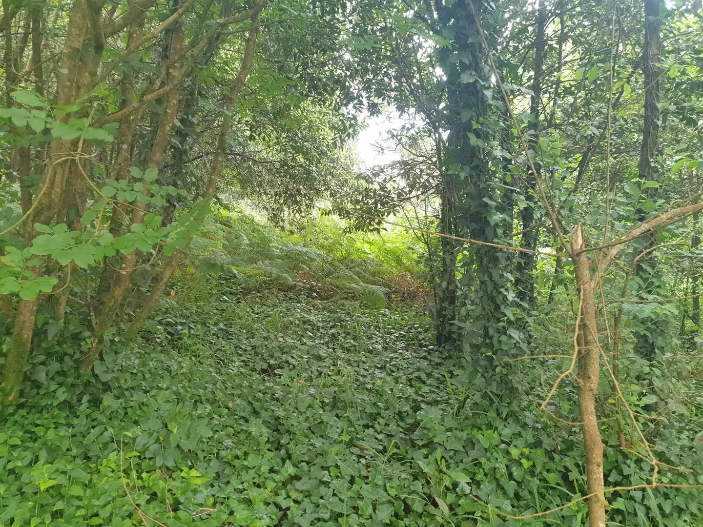 Terreni e lotti in vendita a Mugardos, imagen 9