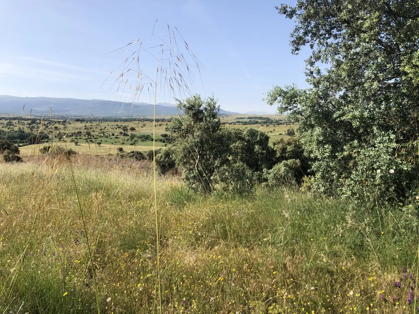 Terreni e lotti in vendita a Pelayos del Arroyo, imagen 11