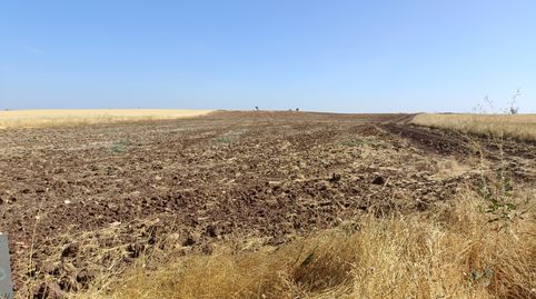 TIERRA DE LABOR DE SECANO, immagine 5