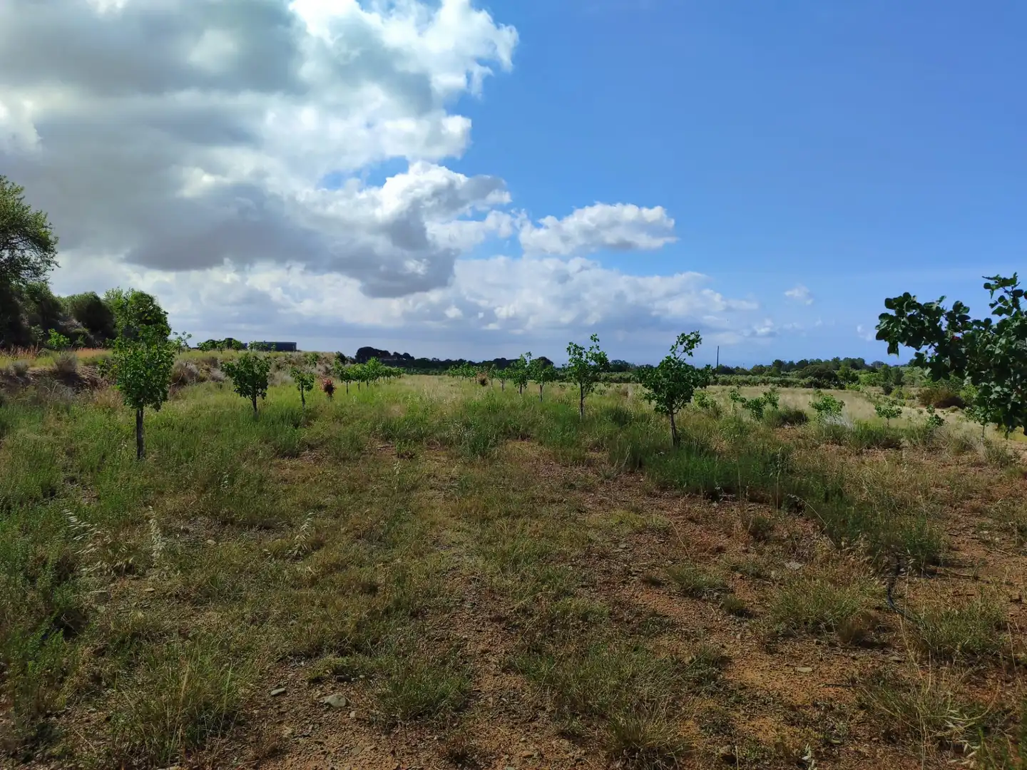 Terreno en venta en Riudecols