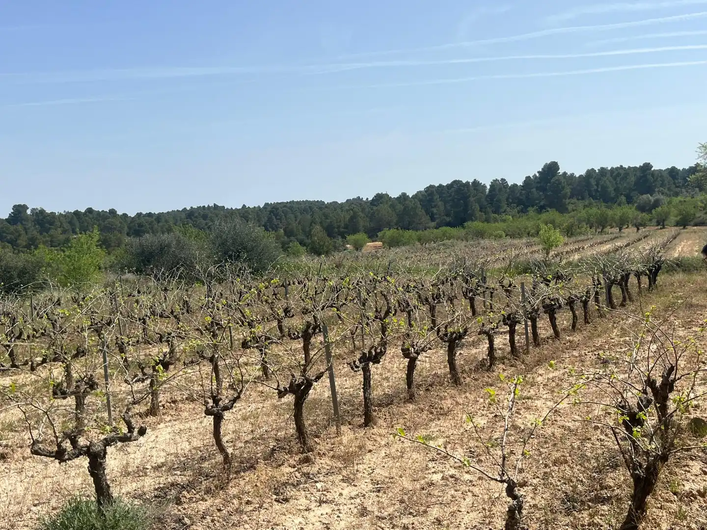 Terreni e lotti in vendita a Calaceite, imagen 7