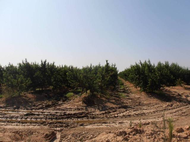 Terreno en Venta en Calle EL MOLAR en Villanueva de la Serena